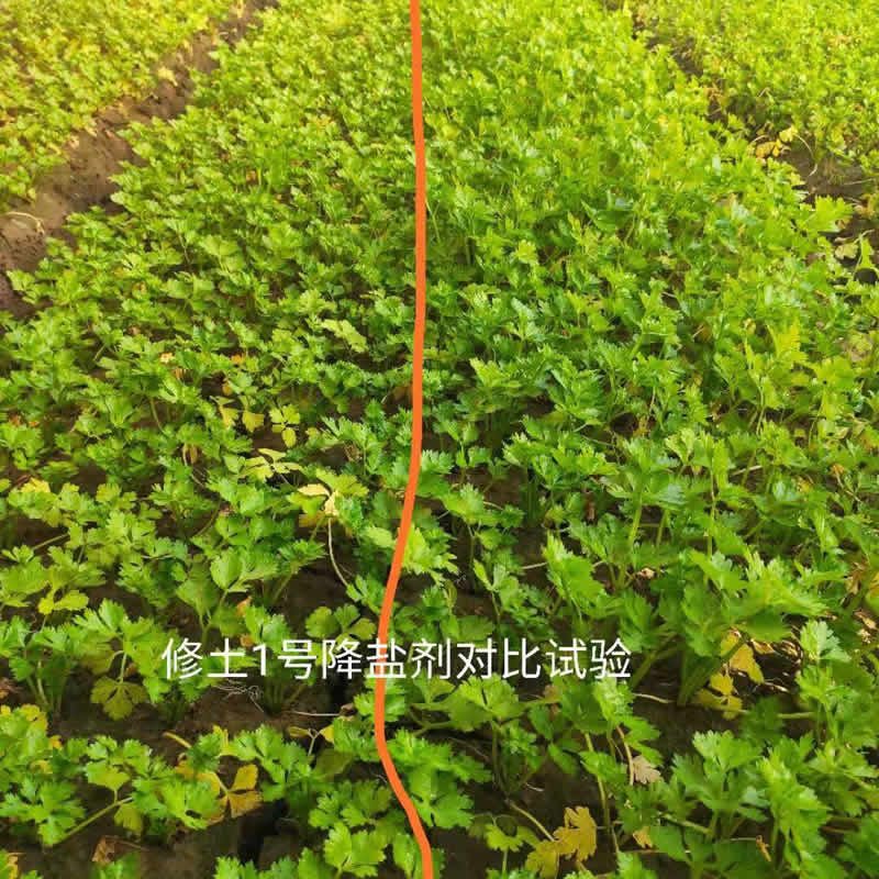 修土1号降盐剂对比实验